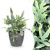 Phlebodium aureum Blue Star - Blaugrüner Farn für Ihr Zuhause Bild 1