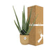 Aloe Vera Pflanze im gelben ELHO Vibes Fold Topf (12cm) Bild 4