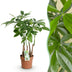 Pachira Aquatica Geldbaum, Mehrstammig, Topf 17cm, 50-55cm Bild 1