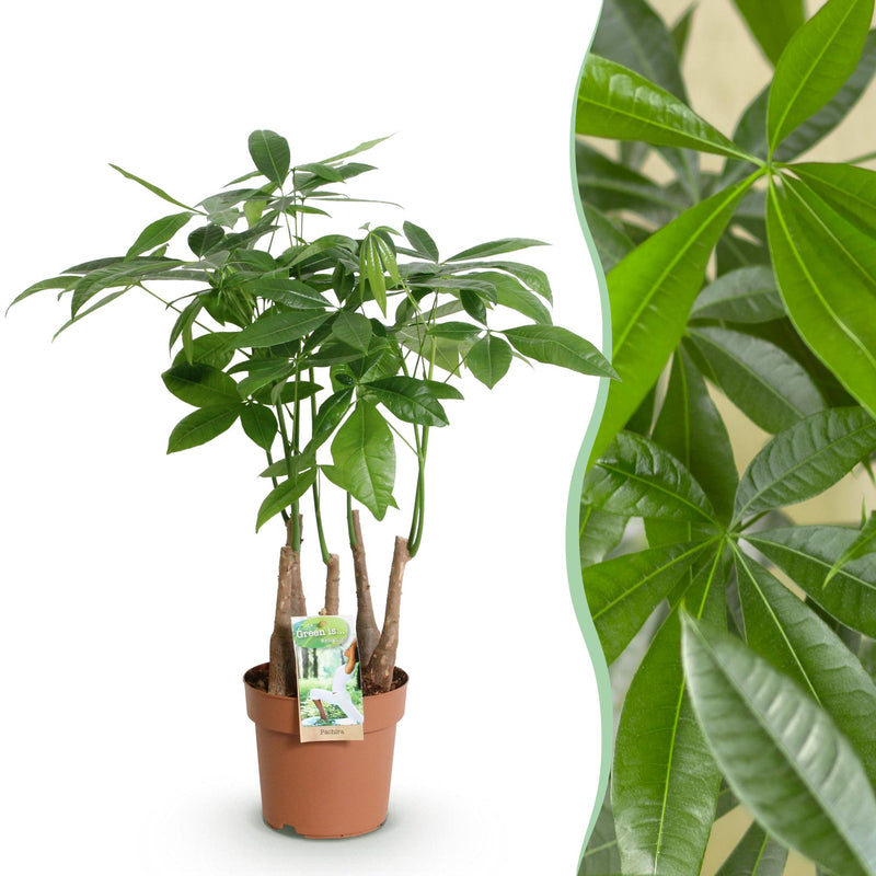 Pachira Aquatica Geldbaum, Mehrstammig, Topf 17cm, 50-55cm