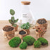 Bottle Garden Sam XL Red DIY Kit with Tools Bild 3