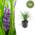 6x Liriope muscari 'Moneymaker' - 10-25cm hoch - Ø9cm Topf Bild 1