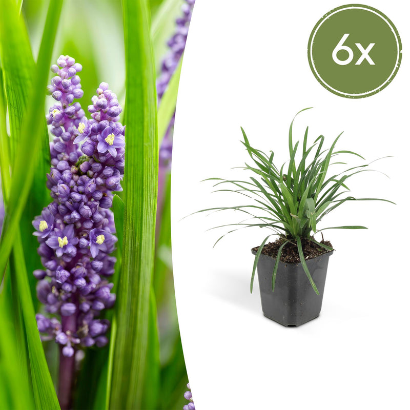 6x Liriope muscari 'Moneymaker' - 10-25cm hoch - Ø9cm Topf