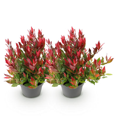 GreenboutiQ - Garden Plant - Leucothoe Little Flame - Red - 2 Plants - Evergreen - Easy to Care For - Pot 17cm Height 45cm