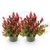GreenboutiQ - Gartenpflanze - Leucothoe Little Flame - Rot - 2 Pflanzen - Immergrün - Pflegeleicht - Topf 17cm Höhe 45cm Bild 2