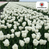 Tulpenbollen Honeymoon – 20 Stuks | KH Bloembollen® | Witte Kartelrand Tulp – Elegant & Uniek – Cadeau voor Tuin of Pot – Maat 11/12 – Vers van de Teler! Bild 7