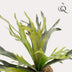 Kunstpflanze Staghorn Farn - Geweihfarn, 50 cm Bild 3