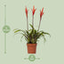 Vriesea Elan Toef - Exotische Zimmerpflanze, Ø12cm, ↕55cm Bild 2