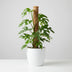 Monstera Minima Moosstab 90cm - Pflegeleicht & Dekorativ mit weißem Topf Bild 4