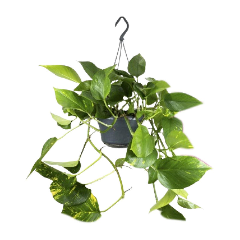 Epipremnum Aureum (Zimmerpflanze) Ø15cm - ↕25cm