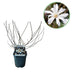 Magnolia Stellata 'Blüte Weiß' Strauch, 45cm, Topf 17cm, Wenig Pflege Bild 1