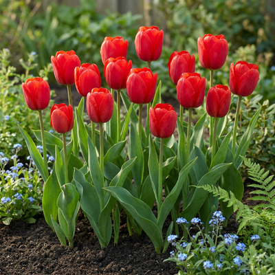 15x Tulipa Triumph Red - Triumph-Tulpe Rot - Rot - Frühlingsblüher - Zwiebelgröße 11/12