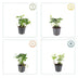6x Japanischer Ysander (Pachysandra terminalis) - Bodendecker Bild 4