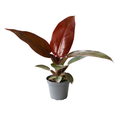 Philodendron Sun Red: Tropisches Highlight im 6cm Topf