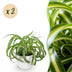 Green BoutiQ Chlorophytum comosum Bonnie Lockige Graslilie 2 Pflanzen Bild 1