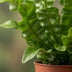 Green boutiQ - Asplenium Crispy Wave - Krauser Wellenfarn - 1 Plant - met Mand - Pot 12cm - Hoogte - 30cm Bild 4