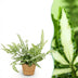 Green boutiQ Pteris cretica Albolineata - Schwertfarn, haustierfreundlich Bild 1