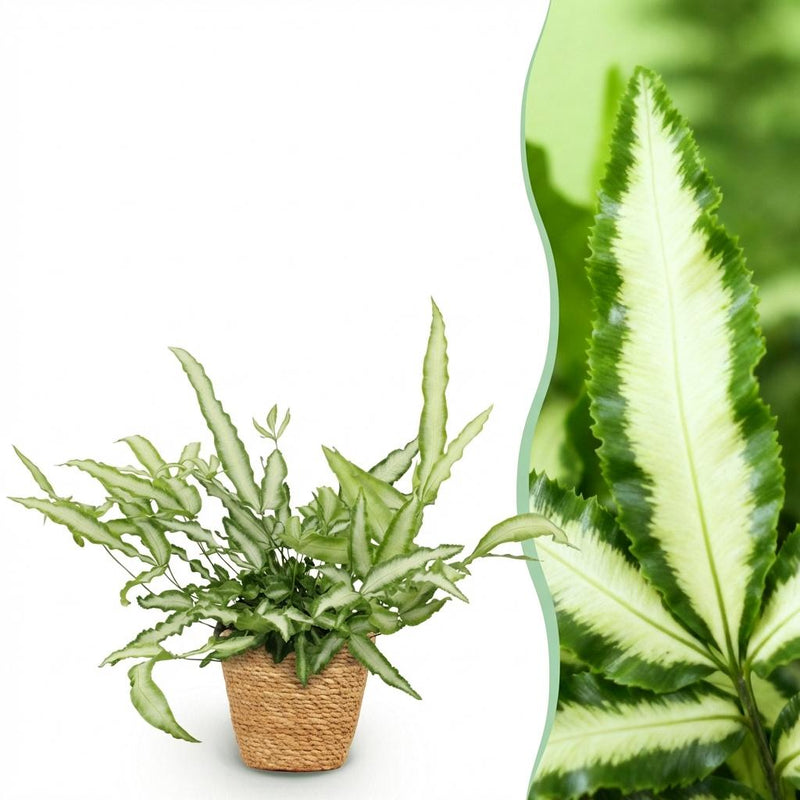 Green boutiQ Pteris cretica Albolineata - Schwertfarn, haustierfreundlich