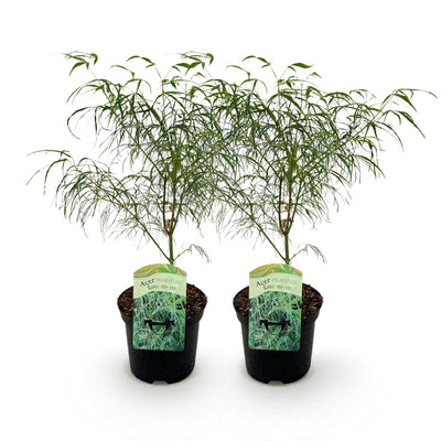 Grüner Japanischer Ahorn 'Koto-no-ito' - 2 Pflanzen im 19cm Topf