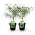 Grüner Japanischer Ahorn 'Koto-no-ito' - 2 Pflanzen im 19cm Topf Bild 2