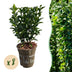 GreenboutiQ Euonymus Green Spire: 8 Heckenpflanzen für 1m dichte Hecke Bild 1