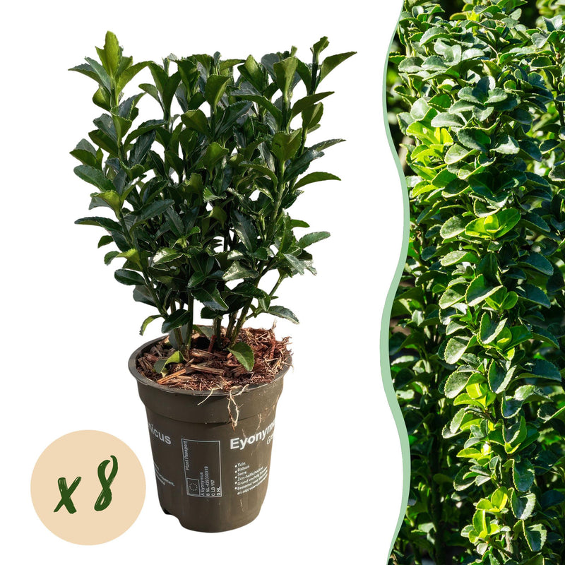GreenboutiQ Euonymus Green Spire: 8 Heckenpflanzen für 1m dichte Hecke