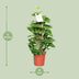 Epipremnum Pinnatum Moss Pole 60cm - Ø15cm - Great Houseplant Bild 2
