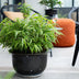 Green boutiQ Bamboo Fargesia robusta Pingwu - 6 Plants, 14cm Pot Bild 6