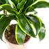 Dracaena Deremensis Dorado Topfpflanze Ø21cm | 100-120cm Höhe Bild 5