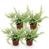 Green boutiQ - Indoor Plant - Pteris cretica Albolineata - Cretan Brake Fern - Pet-Friendly - Colorful - 4 Plants - Pot 12cm - Height 28-30cm Bild 2