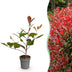 Green boutiQ - 16x Photinia fraseri Red Robin - Glanzmispel - Heckenpflanzen - Immergrün - Rot - Topf 9cm - Höhe 25-35cm Bild 3