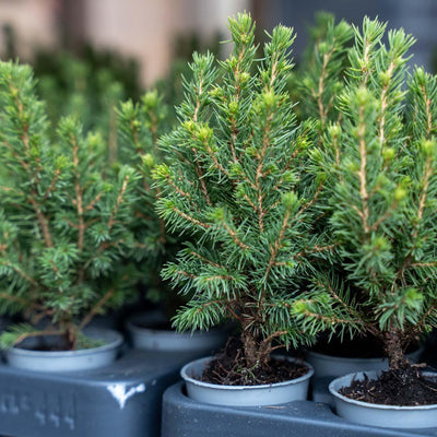 12x Mini-kerstboom - ↑15-20 cm - Ø 6 cm Picea Glauca Perfecta