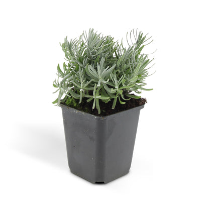 24x Lavendel 'Hidcote' – 10-25cm hoch, 9cm Topf
