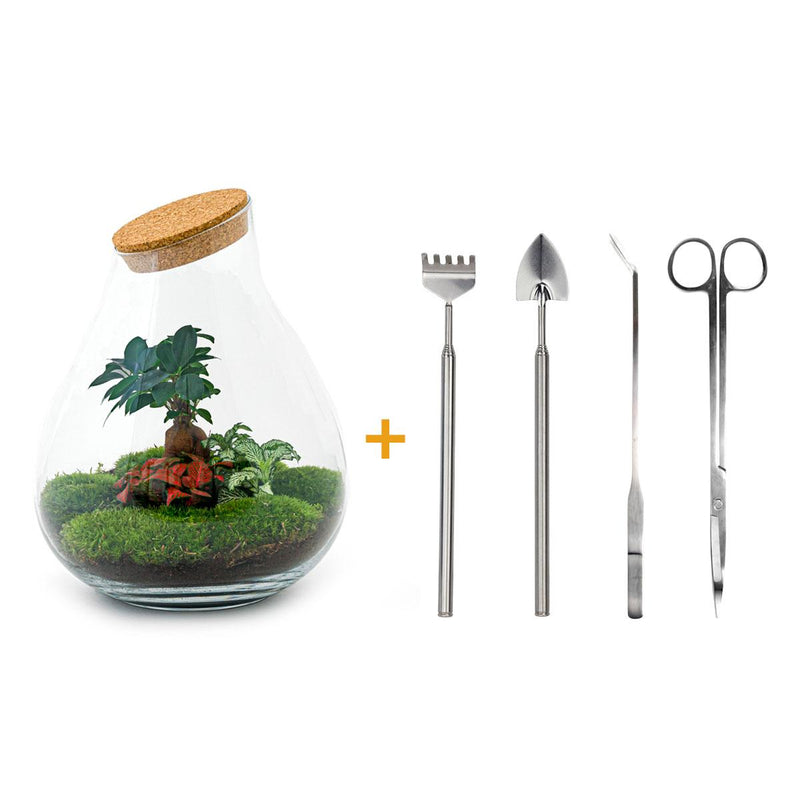Bottle Garden Drop XL DIY Terrarium with Plants & Tools