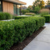 Green boutiQ - 24x Ilex crenata Stokes - Japanische Stechpalme - Heckenpflanzen - Immergrün - Grün - Topf 9cm - Höhe 20-30cm Bild 11
