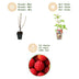 GreenboutiQ - Fruit Plants - Japanese Wineberry - Rubus Phoenicolasius - Winter Hardy - 6 Plants - 9 cm Pot - Red Berry Bild 4