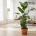 Strelitzia Nicolai inklusive Elho Greenville Round schwarz - 160cm - Ø30 Bild 2