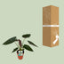 Alocasia Wentii - Large Houseplant in a 19cm Pot, 85cm Tall Bild 4