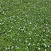 60x Isotoma fluviatilis 'Alba' Bodendecker - 10-25cm Bild 5