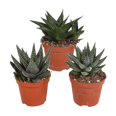 Gasteria/Haworthia-Mischung, 3x 8,5cm, ohne Topf