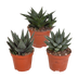 Gasteria/Haworthia-Mischung, 3x 8,5cm, ohne Topf Bild 1