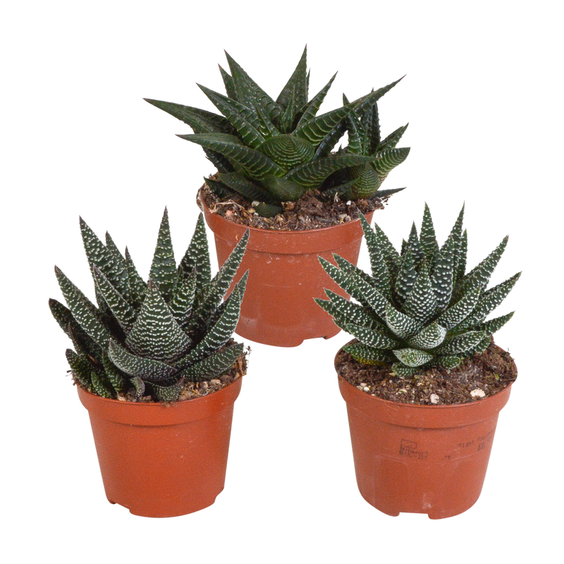 Gasteria/Haworthia-Mischung, 3x 8,5cm, ohne Topf