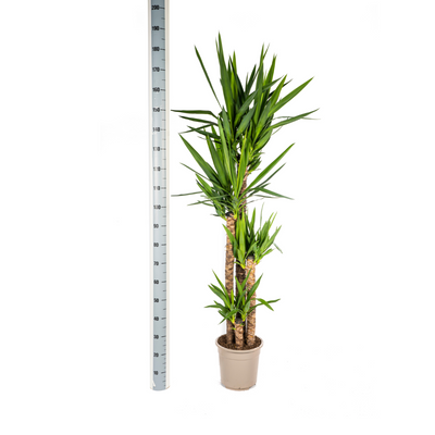 Yucca Elephantipes Pflanze Ø27cm, 150-170cm - Robuste Grünpflanze
