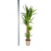 Yucca Elephantipes Pflanze Ø27cm, 150-170cm - Robuste Grünpflanze Bild 2