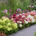 Green BoutiQ Panicle Hydrangea Groundbreaker 'Blush' - 3 Plants Bild 6