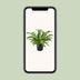 Asplenium Nidus Crissie Wurmfarn - Ø17cm - ↕40cm Bild 5