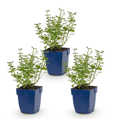 Green boutiQ - Perennial - Nepeta faassenii Walker's Low - Catnip - Bee and Butterfly Attractors - Blue - 3 Plants - Pot 11cm - Height 15-25cm