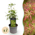 Acer palmatum Seiryu: Japanischer Ahorn, 3 Pflanzen, 35cm, Topf 12cm Bild 1