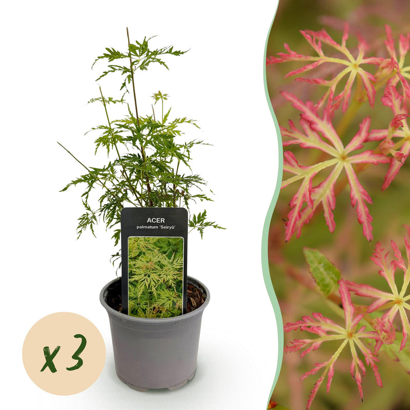 Acer palmatum Seiryu: Japanischer Ahorn, 3 Pflanzen, 35cm, Topf 12cm