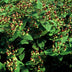 60x Hypericum inodorum 'Beauty' - ↕10-25cm - Ø9cm Bild 6